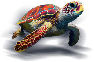 Red sea turtle
